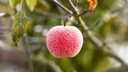 Apfel mit Eiskristallen hängt an einem Baum